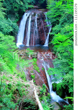 Yokoya Valley in July - Nature of Shinshu 111195579