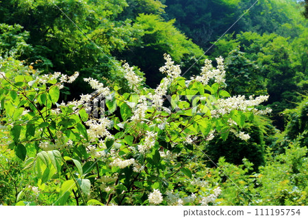Flowers in the valley Yokotani Valley in July Nature of Shinshu Flowers in the valley Yokotani Valley in July Nature of Shinshu 111195754