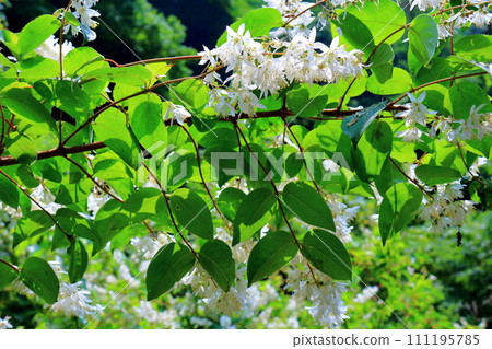 山谷裡的花 七月的橫谷溪谷 信州的大自然 111195785