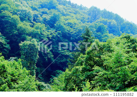 山谷裡的花 七月的橫谷溪谷 信州的大自然 111195882