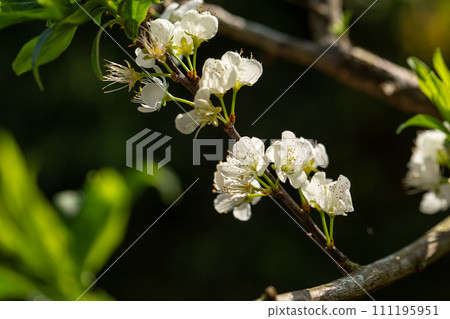 Close up of Write Plum flower blooming in spring. selective focus 111195951
