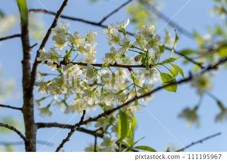 White Wild Himalayan Cherry blossom or thai sakura flower tree at Chiang Mai Thailand 111195967