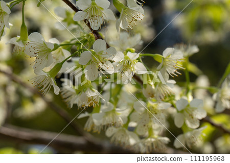 White Wild Himalayan Cherry blossom or thai sakura flower tree at Chiang Mai Thailand White Wild Himalayan Cherry blossom or thai sakura flower tree at Chiang Mai Thailand 111195968