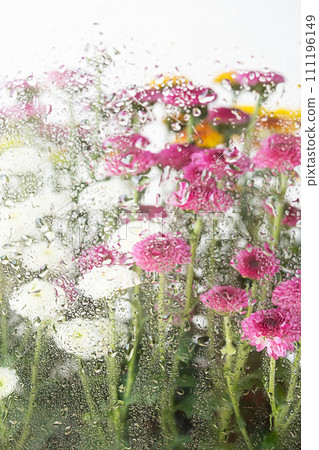 Blooming flowers behind the wet window glass. Blooming flowers behind the wet window glass. 111196149