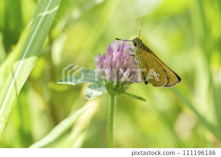 Flying turtle seseli Flying turtle seseli 111196186
