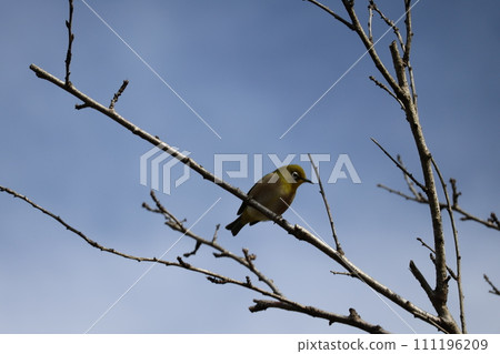 藍天白雲,一隻白眼鳥棲息在枯樹的樹枝上。 藍天白雲,一隻白眼鳥棲息在枯樹的樹枝上。 111196209