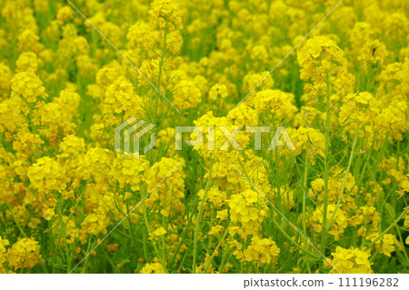 The arrival of spring Rape blossom field The arrival of spring Rape blossom field 111196282