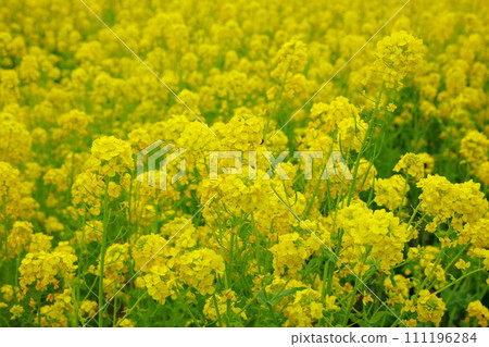The arrival of spring Rape blossom field The arrival of spring Rape blossom field 111196284