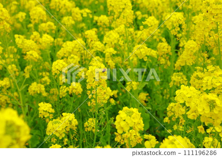 The arrival of spring Rape blossom field The arrival of spring Rape blossom field 111196286