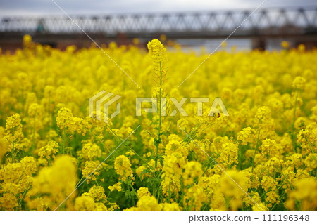 強姦在河上開花 111196348