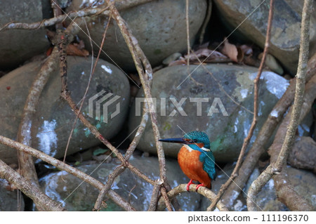 Kingfishes that stop on branches Kingfishes that stop on branches 111196370