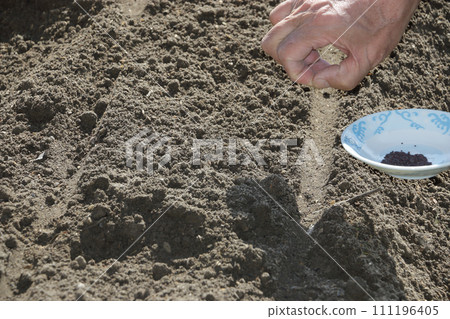 播種蘿蔔種子 播種蘿蔔種子 111196405