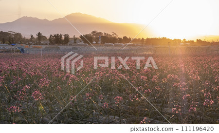 Autumn color image Rakkyo flower 111196420