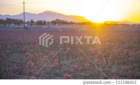 秋天的彩色圖像 Rakkyo 花 秋天的彩色圖像 Rakkyo 花 111196421