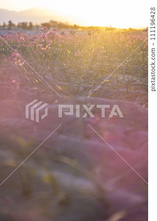 Autumn color image Rakkyo flower Autumn color image Rakkyo flower 111196428