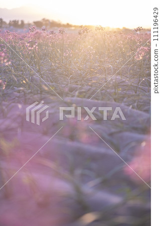 Autumn color image Rakkyo flower Autumn color image Rakkyo flower 111196429