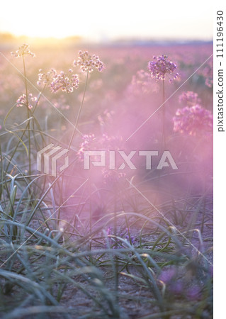 秋天的彩色圖像 Rakkyo 花 秋天的彩色圖像 Rakkyo 花 111196430
