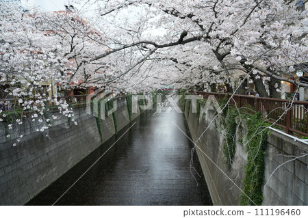Cherry blossoms in full bloom along the Meguro River 111196460