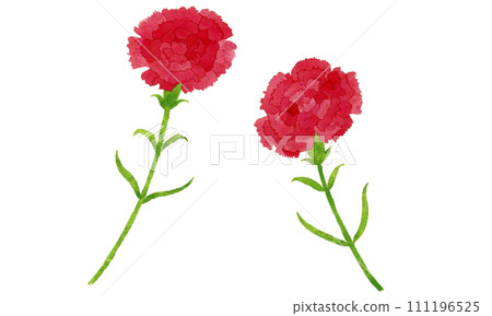 Illustration of red carnation 111196525