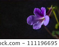 Nature purple flowers background. Close-up of flower bloom. flowers of sinningia tree. 111196695