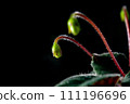 Nature background image. Close-up of flower buds about to bloom. flowers of sinningia tree. 111196696