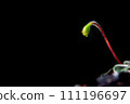 Nature background image. Close-up of flower buds about to bloom. flowers of sinningia tree. 111196697