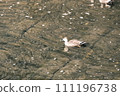 Duck swimming in the Meguro River 111196738