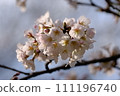 Beautiful cherry blossoms bloomed on the Meguro River 111196740