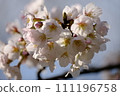 Cherry blossoms in full bloom shining in the spring sunshine 111196758