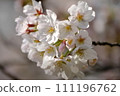 Beautiful cherry blossom petals 111196762