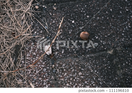 an acorn that fell on the roadside 111196810
