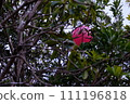 pink ball stuck in a tree 111196818