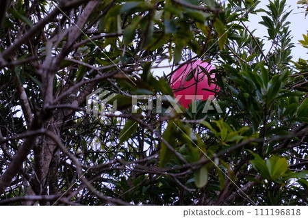 pink ball stuck in a tree 111196818