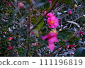 pink camellia blooming in the park 111196819