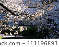 Scenery with cherry blossoms 111196893