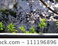 Young leaves and buds with cherry blossoms in the background 111196896