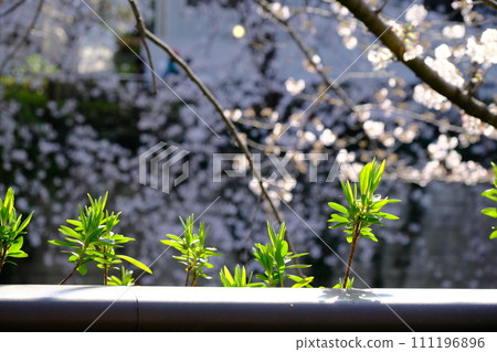 Young leaves and buds with cherry blossoms in the background Young leaves and buds with cherry blossoms in the background 111196896