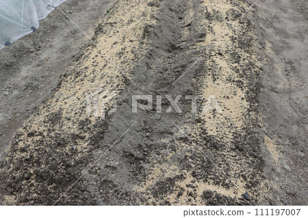 Rice husk mulch after sowing turnip seeds Rice husk mulch after sowing turnip seeds 111197007