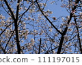 Sakura that shines in the blue sky 111197015