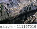 Weeping cherry blossoms of Meguro River 111197016