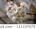 Cherry blossoms in full bloom bathed in the spring sunshine 111197078
