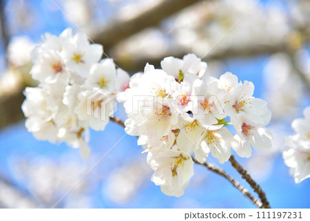 Cherry blossom, cherry tree, spring 111197231