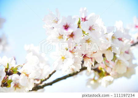 櫻花櫻桃樹春天 111197234