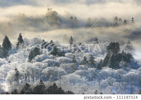 樹木覆蓋著白霜 111197314