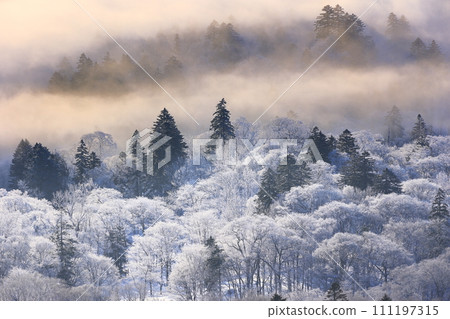 Trees covered with hoarfrost 111197315