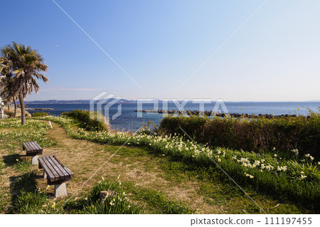 Narcissus Road (Nobi, Yokosuka City, Kanagawa Prefecture) Narcissus Road (Nobi, Yokosuka City, Kanagawa Prefecture) 111197455