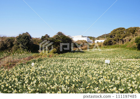 Narcissus Road (Nobi, Yokosuka City, Kanagawa Prefecture) 111197485