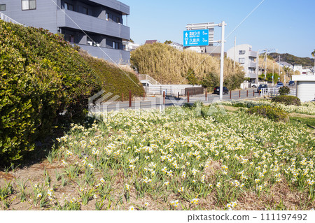 水仙之路(神奈川縣橫須賀市濃尾) 水仙之路(神奈川縣橫須賀市濃尾) 111197492