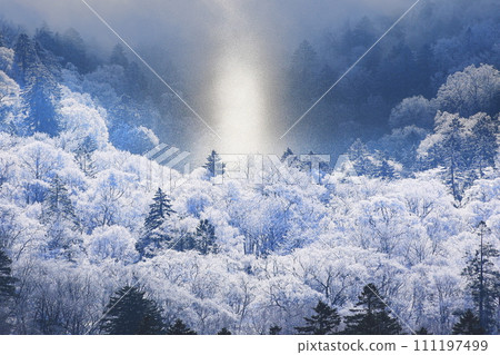 Trees covered with hoarfrost Trees covered with hoarfrost 111197499