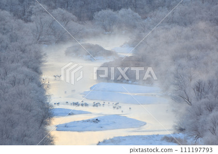 Trees covered in hoarfrost along the Yukisa River in Tsurui Village, Hokkaido, illuminated by the morning glow, along with Kirashi and a flock of red-crowned cranes Trees covered in hoarfrost along the Yukisa River in Tsurui Village, Hokkaido, illuminated by the morning glow, along with Kirashi and a flock of red-crowned cranes 111197793